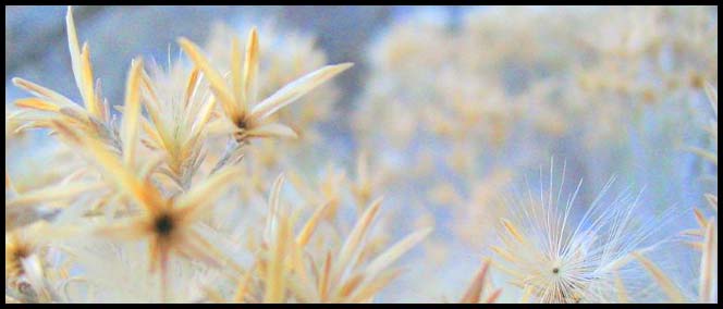 Can Yalman Design : Homepage